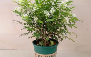 室内什么盆栽能散发怡人香味？