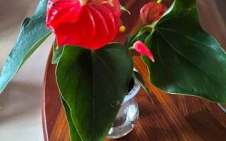 水培粉掌为何不开花？