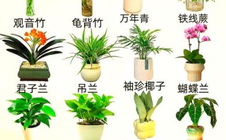 耐阴室内盆栽花卉有哪些推荐？