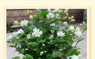 5月盆栽茉莉修剪要注意什么？