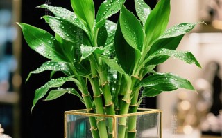 水培观音竹用雨水好吗？