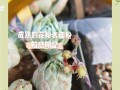 多肉开花如何正确授粉？