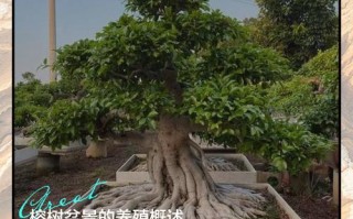 网购盆栽榕树怎么种活？