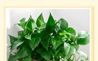 冬天水培绿萝需施肥吗？