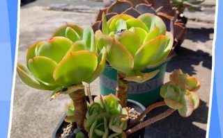 多肉大叶碧桃品种介绍