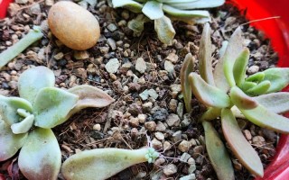 多肉叶子全掉，是养护哪里出问题了？