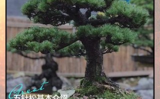 盆栽土松树怎么养才好？