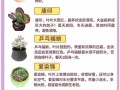 地卡多肉怎么养？关键养护技巧有哪些？