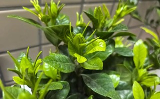 栀子花花苞能直接水培吗？