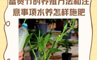 冬天水培富贵竹怎么养法