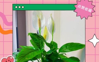 白掌水培根发绿，是坏了还是正常？