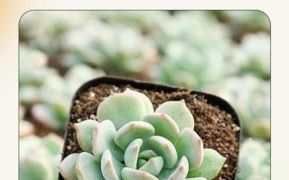 多肉叶子培植多久发芽