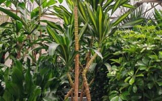 巴西铁树盆栽图片怎么养才好看？