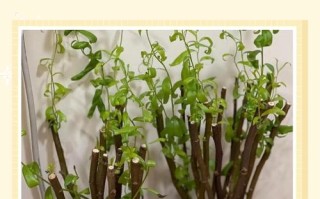 水培柳枝能生根吗？