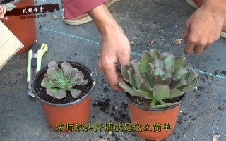 多肉化水后砍头还能救活吗？