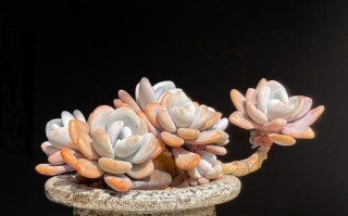 多肉桃美人冬天耐寒吗？