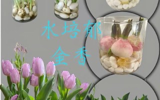 郁金香水培该加盐还是加糖？