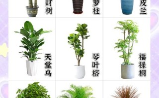 盆栽绿植图鉴大全有哪些？