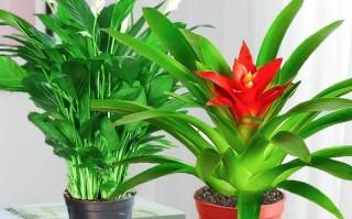 室内水培植物怎么选？