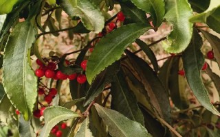 莲花掌怎么养？关键养护技巧有哪些？