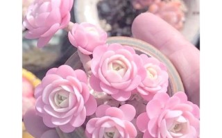 多肉植物有何独特样气？