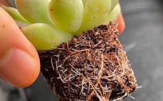 多肉放置上生根发芽吗