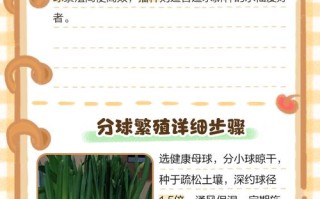 水培水仙花怎么养长得快？