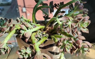 多肉没上盆能放几天？