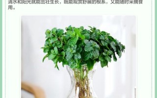 水培薄荷能全泡水里吗？