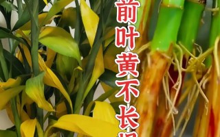 富贵竹水培营养液是啥？