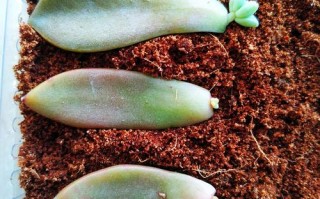 哪些多肉叶落能发芽？