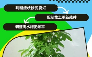水培发财树树干变软烂了怎么办？