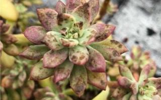 多肉叶片黑软怎么办？