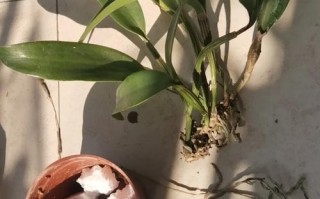 木桩上如何种好盆栽卡特兰？