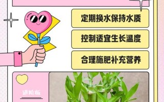 水培富贵竹发黄怎么救？