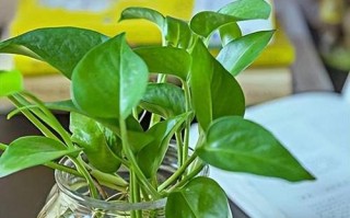 水培绿萝施肥哪种肥更旺盛？