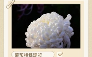 盆栽菊花养护有哪些关键要点？