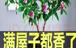 金边瑞香用啥盆栽合适