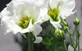 洋桔梗草原龙胆可盆栽