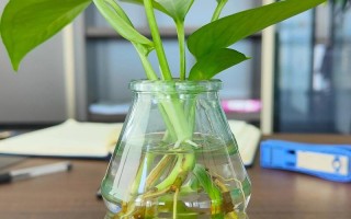 绿萝水培叶子为何总掉进桶里？