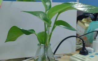 客厅养水培绿萝真的好吗？