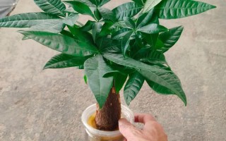 水培发财树会有烂根吗