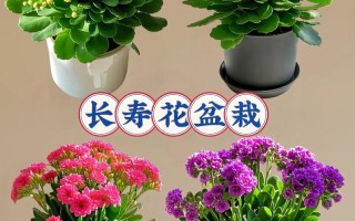 水培长寿花多久能转土栽？