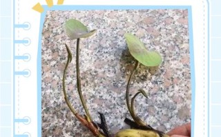 碗莲水培发根不长怎么办