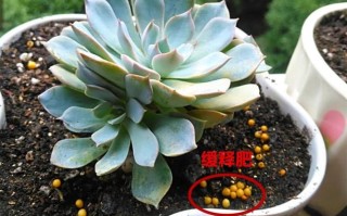 煮熟的黄豆能当多肉肥料吗？