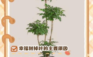 幸福树掉叶子能水培吗？