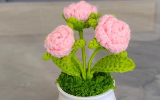 玫瑰盆栽怎么养？视频教程教你轻松上手！