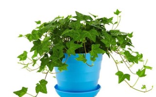 金边常春藤能水培吗？