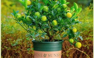 春季盆栽桔子施什么肥好？