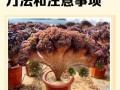 法师多肉叶子繁殖怎么操作？